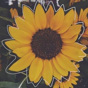 Meet your Posher, Dani